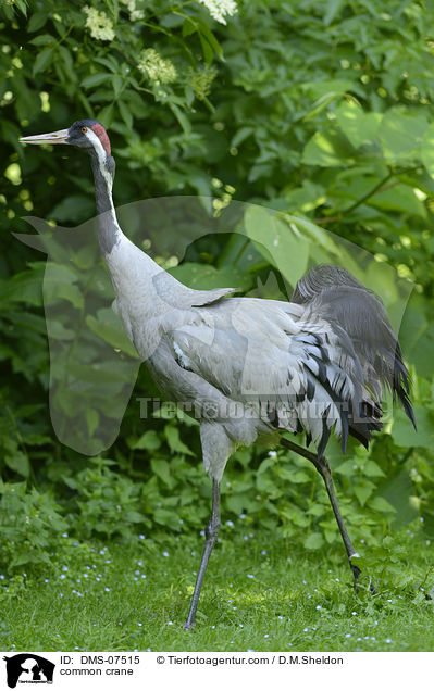 Grauer Kranich / common crane / DMS-07515