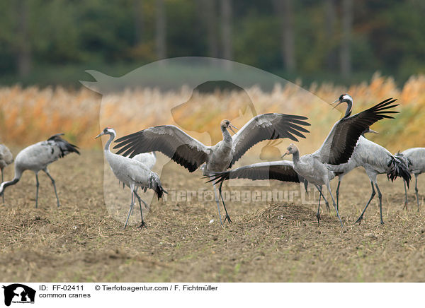 Graue Kraniche / common cranes / FF-02411