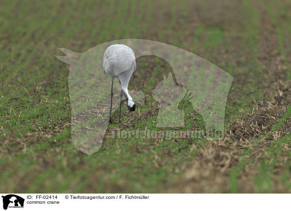common crane / FF-02414