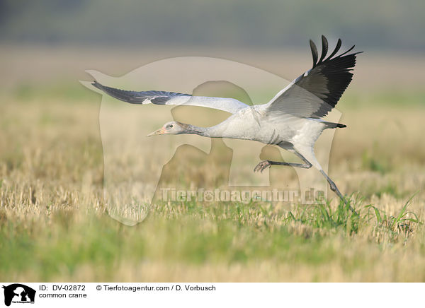 Grauer Kranich / common crane / DV-02872