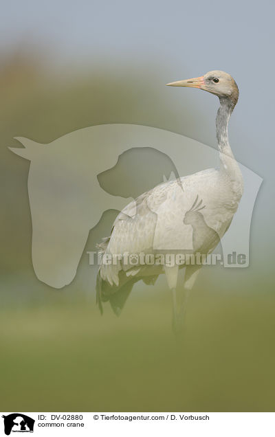 Grauer Kranich / common crane / DV-02880