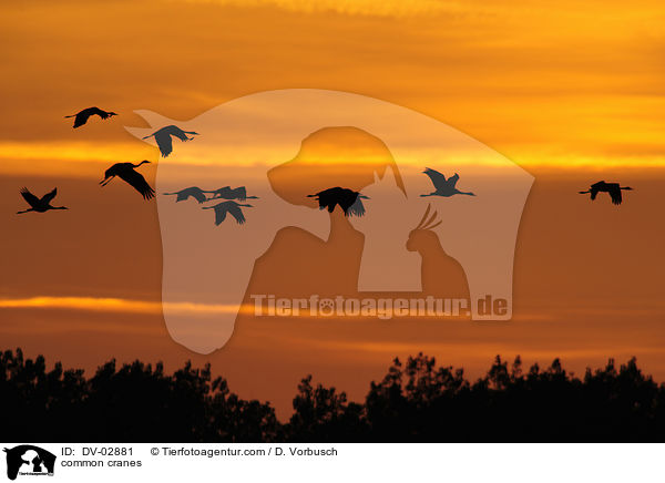 Graue Kraniche / common cranes / DV-02881