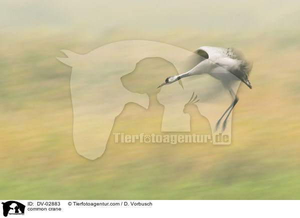 Grauer Kranich / common crane / DV-02883