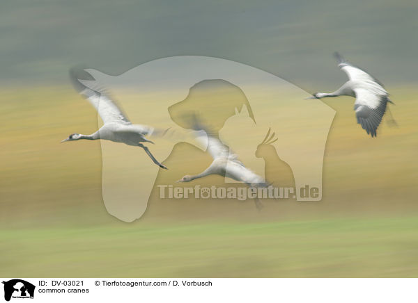 common cranes / DV-03021