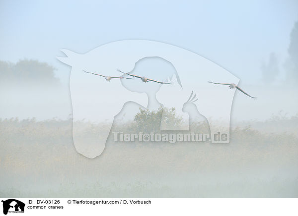 Graue Kraniche / common cranes / DV-03126
