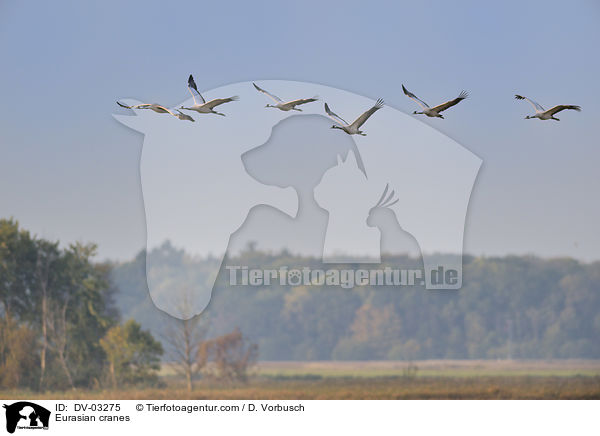 Eurasian cranes / DV-03275
