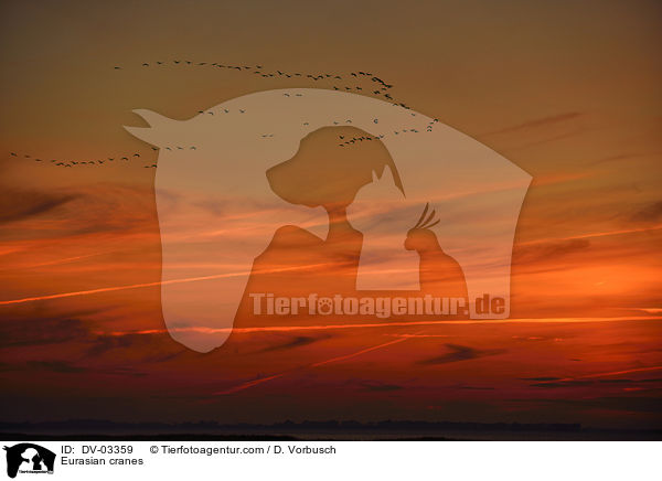 Eurasian cranes / DV-03359