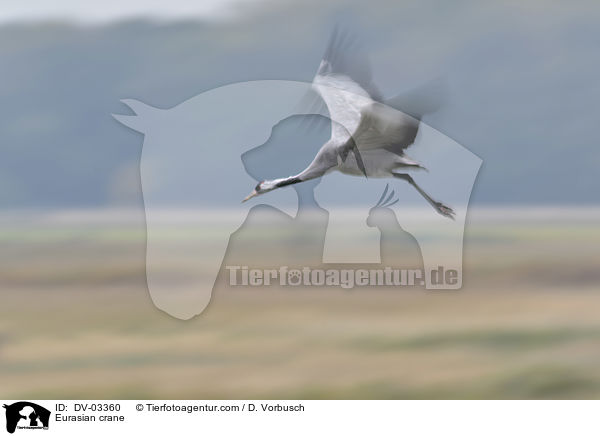 Grauer Kranich / Eurasian crane / DV-03360