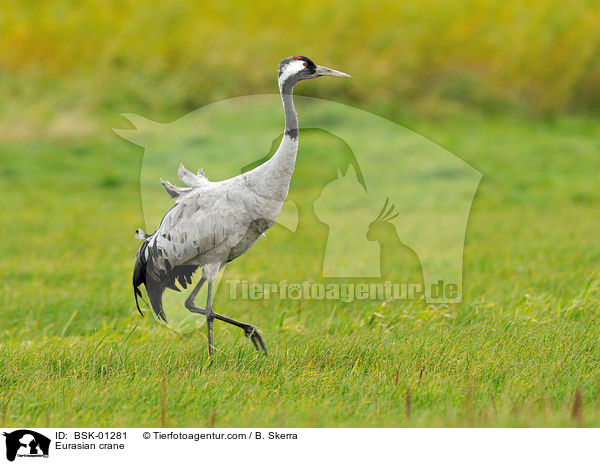 Eurasian crane / BSK-01281