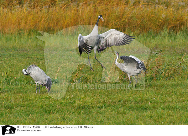 Eurasian cranes / BSK-01286