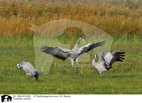 Eurasian cranes / BSK-01288