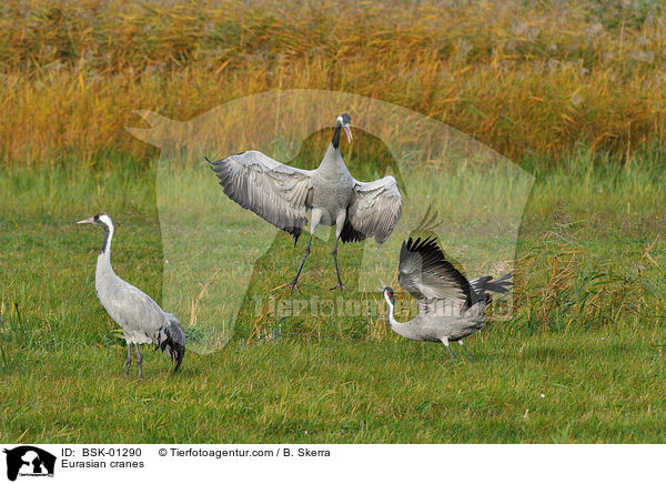 Eurasian cranes / BSK-01290