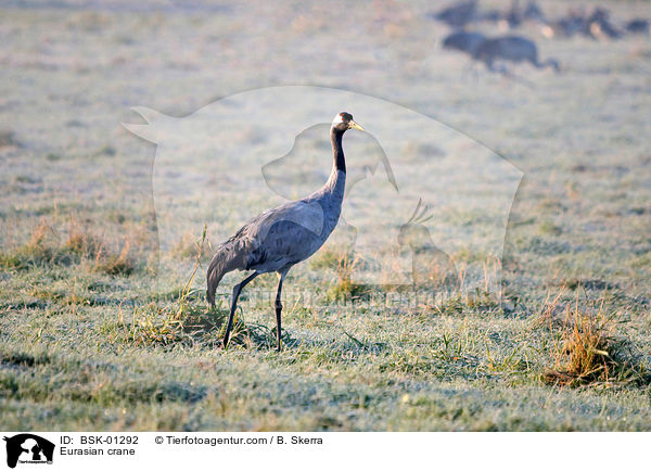 Eurasian crane / BSK-01292