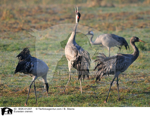Eurasian cranes / BSK-01297