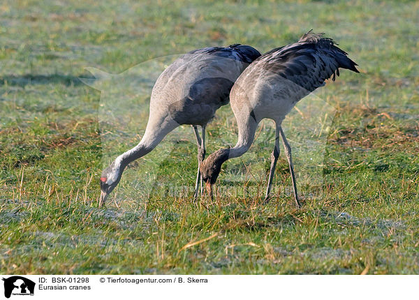 Graue Kraniche / Eurasian cranes / BSK-01298