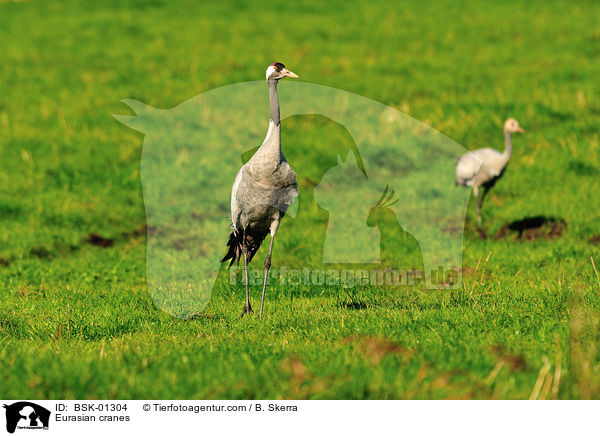 Eurasian cranes / BSK-01304