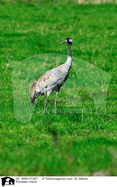 Eurasian crane / BSK-01307