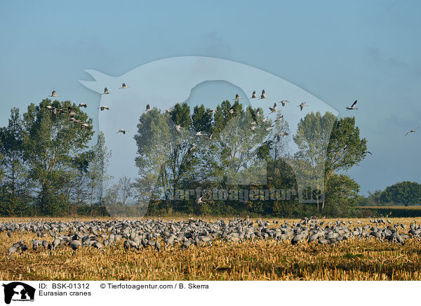 Eurasian cranes / BSK-01312
