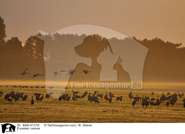 Graue Kraniche / Eurasian cranes / BSK-01316