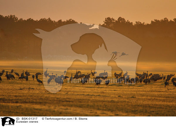 Graue Kraniche / Eurasian cranes / BSK-01317