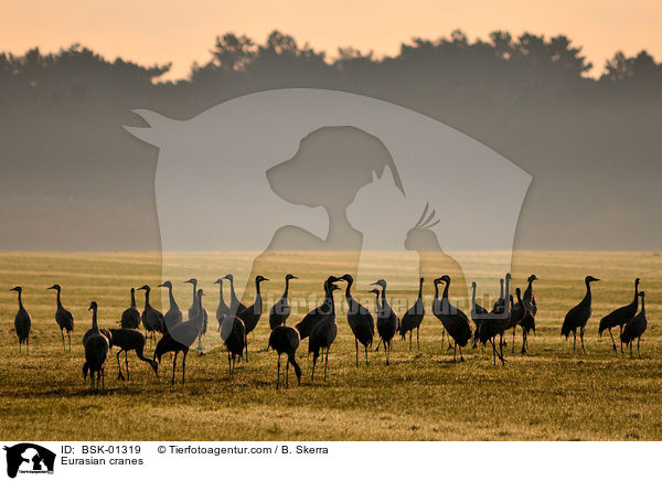 Graue Kraniche / Eurasian cranes / BSK-01319