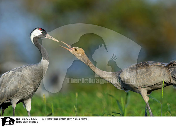 Graue Kraniche / Eurasian cranes / BSK-01339