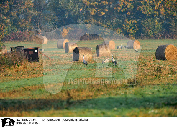 Graue Kraniche / Eurasian cranes / BSK-01341