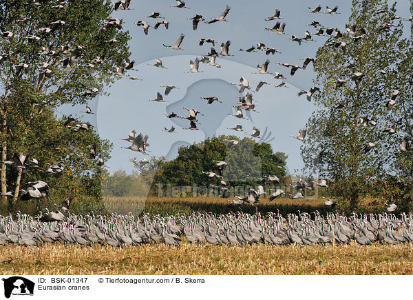 Graue Kraniche / Eurasian cranes / BSK-01347