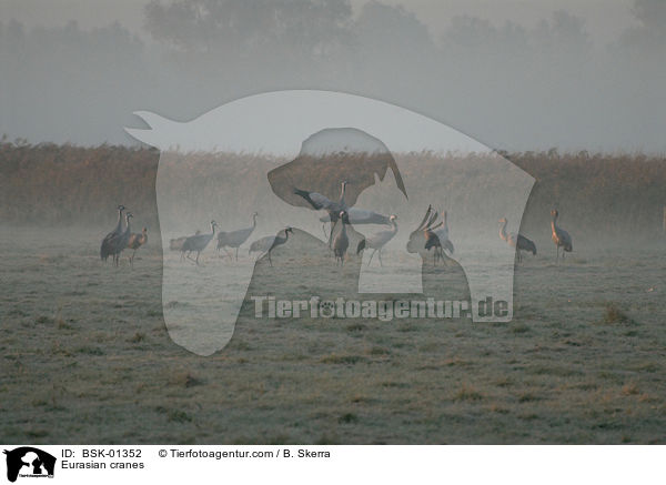 Graue Kraniche / Eurasian cranes / BSK-01352