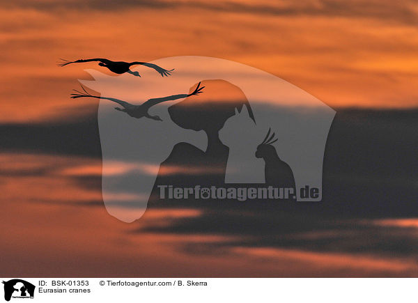 Eurasian cranes / BSK-01353