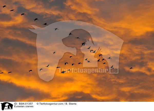 Graue Kraniche / Eurasian cranes / BSK-01357