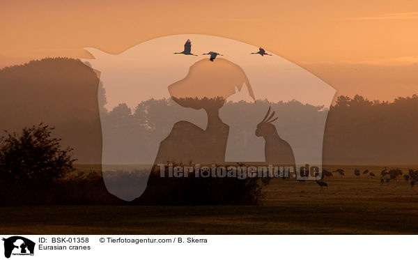 Eurasian cranes / BSK-01358