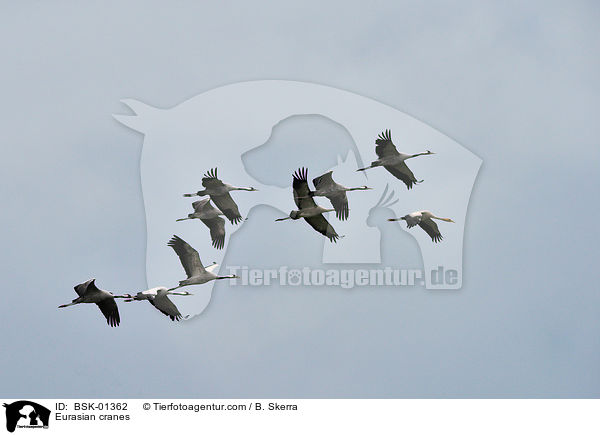 Eurasian cranes / BSK-01362