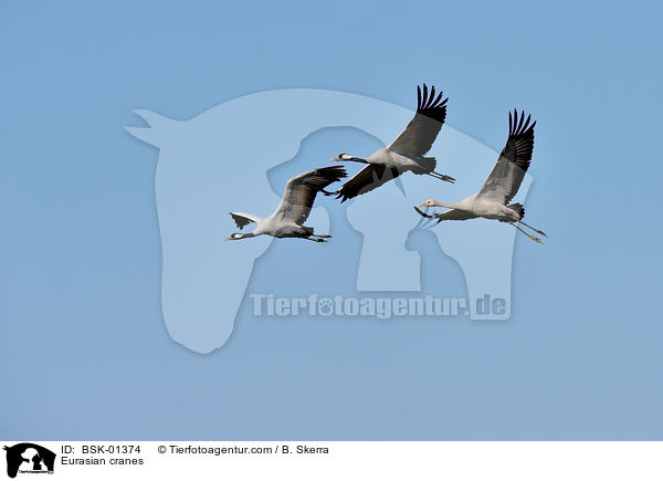 Eurasian cranes / BSK-01374