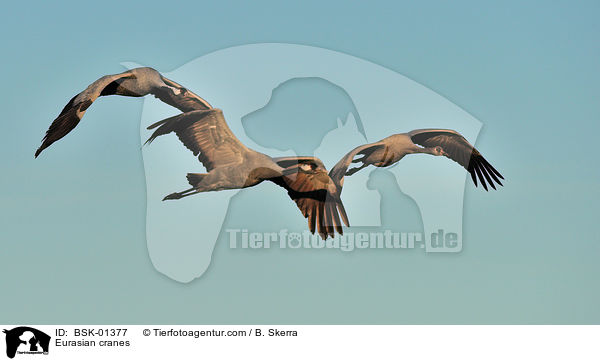 Eurasian cranes / BSK-01377