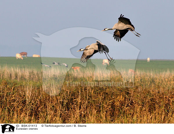 Eurasian cranes / BSK-01413