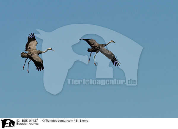 Graue Kraniche / Eurasian cranes / BSK-01427