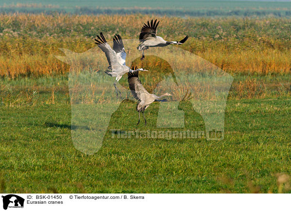 Eurasian cranes / BSK-01450