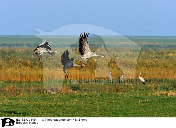 Eurasian cranes / BSK-01451