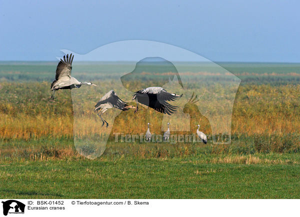 Eurasian cranes / BSK-01452