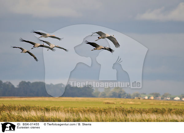 Eurasian cranes / BSK-01455