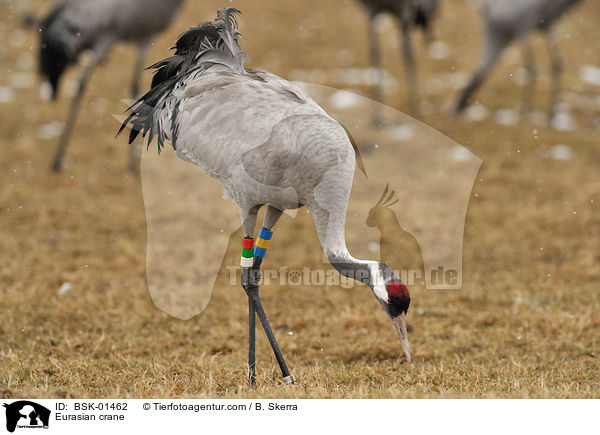 Grauer Kranich / Eurasian crane / BSK-01462