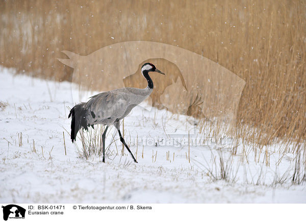 Eurasian crane / BSK-01471