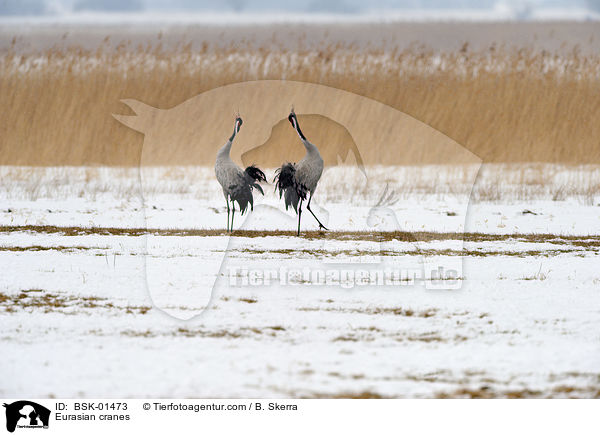 Graue Kraniche / Eurasian cranes / BSK-01473