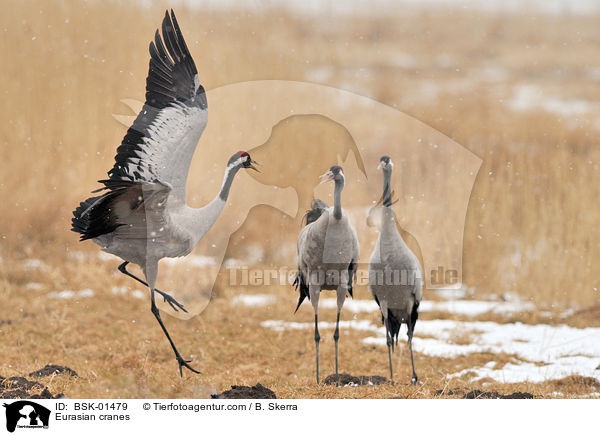 Eurasian cranes / BSK-01479