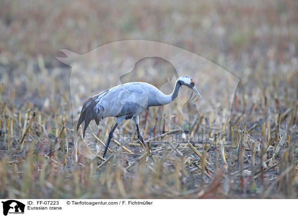 Eurasian crane / FF-07223