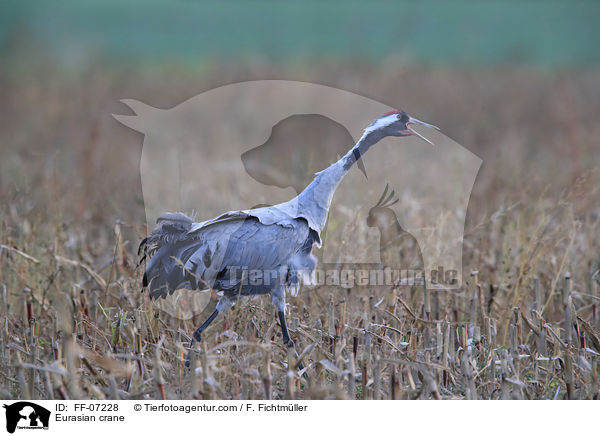 Eurasian crane / FF-07228
