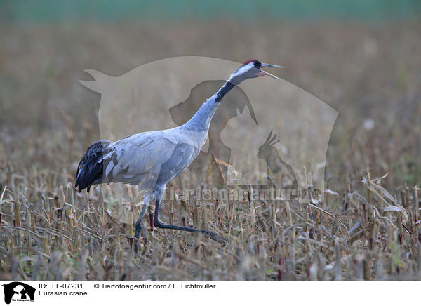 Eurasian crane / FF-07231