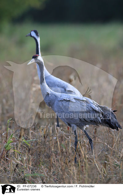 Eurasian cranes / FF-07236