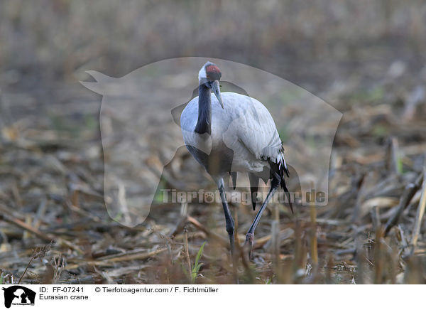 Eurasian crane / FF-07241